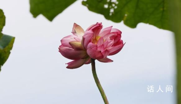 大理東湖現兩株同心并蒂蓮 株含苞待放一株已然盛開