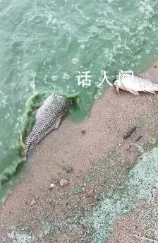 徐州一湖水質呈綠色出現死魚 網友推測原因或為藍藻爆發