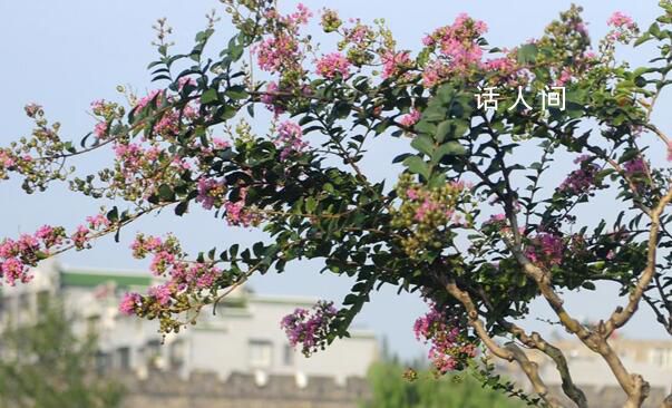 7萬多株紫薇樹苗遭強毀?陜西通報