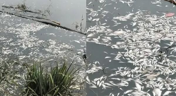 邯鄲一地河面現(xiàn)大量死魚 死魚不可食用原因正在排查