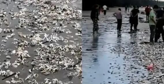 臺風蘇拉過境廣東海灘現大量海鮮 吸引來周邊市民群眾上演趕海潮