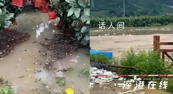 臺風侵襲果園被泡 大量柚子河中漂