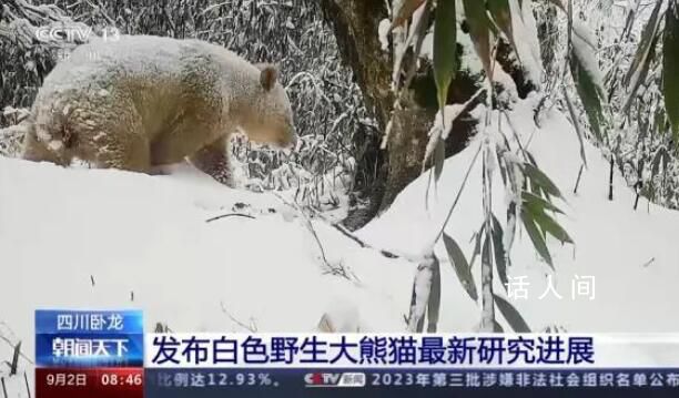 白色野生大熊貓最新研究進展 我國第一只白色大熊貓被確認為雄性