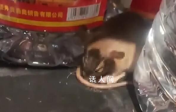 老鼠咬壞白酒桶醉倒在超市 網(wǎng)友：看到酒少了半瓶一拿開(kāi)看酒都漏了
