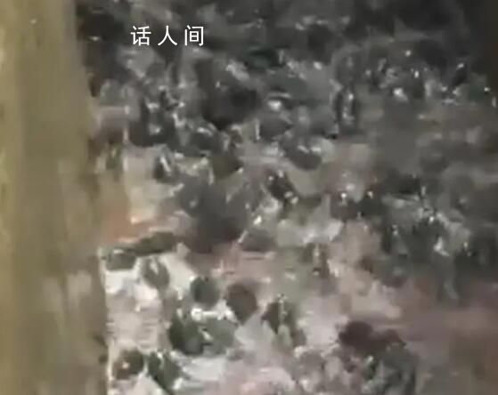 雨后養殖場牛蛙出逃村民狂撿 引發網友關注