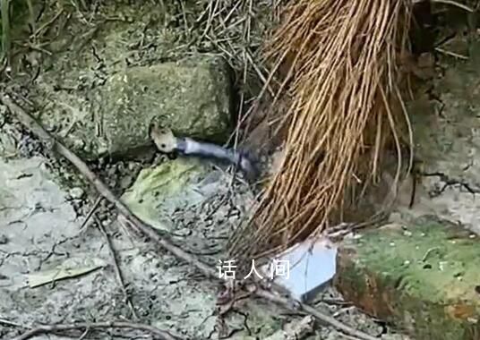 農戶遭舉報后放生眼鏡蛇?官方辟謠