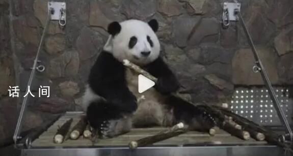 大熊貓花花因感冒暫停展出 情況已經較為穩定