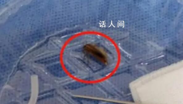 男子半夜臥床玩手機蟑螂鉆進耳朵 頭皮一陣發麻