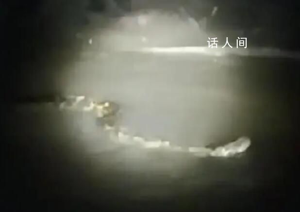 周口河中現巨型“長蟲”?當地回應
