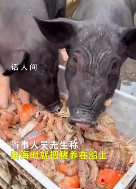 男子給豬喂皮皮蝦螃蟹 網友:就怕它尿酸高要不我來吧