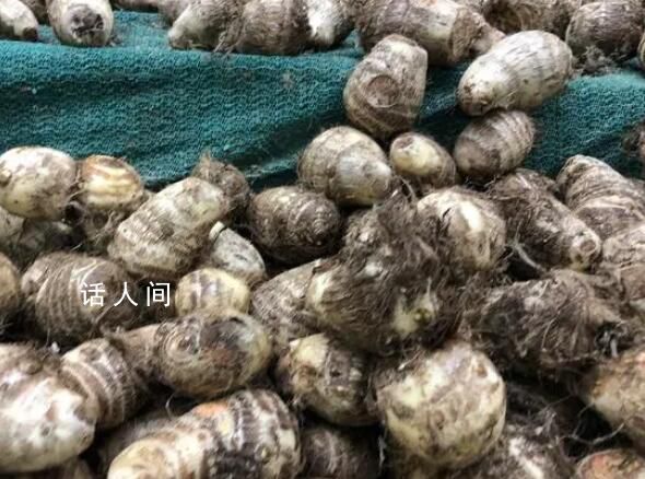 小偷1夜挖700斤芋頭被抓 農(nóng)戶笑了