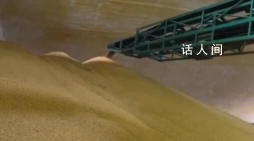 全國夏糧收購超6300萬噸 秋糧開始陸續(xù)上市