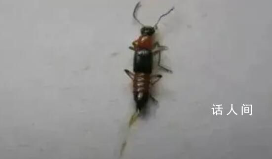 河南多地已發(fā)現(xiàn)隱翅蟲 隱翅蟲為什么拍不得