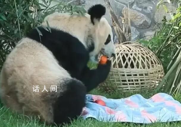 丫丫小毯子里找蘋果 不得不說真是太可愛了