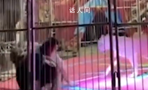 黑龍江一馬戲團(tuán)獅子突然撕咬員工 目擊者：鐵籠都被撞歪了