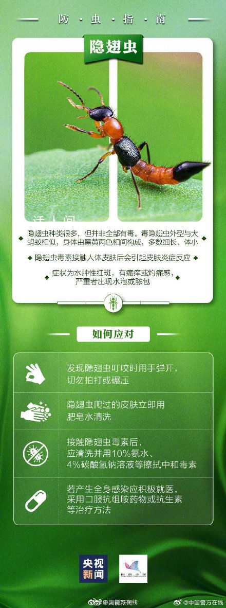 遇隱翅蟲第一反應要用力吹走 遇到隱翅蟲怎么辦