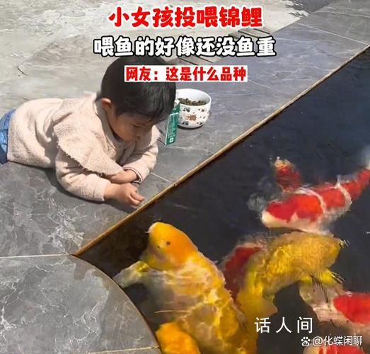 小女孩用小月餅喂50斤胖錦鯉 實在是太可愛了