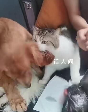 小狗返鄉途中暈車還被貓打了一巴掌 讓人忍俊不禁