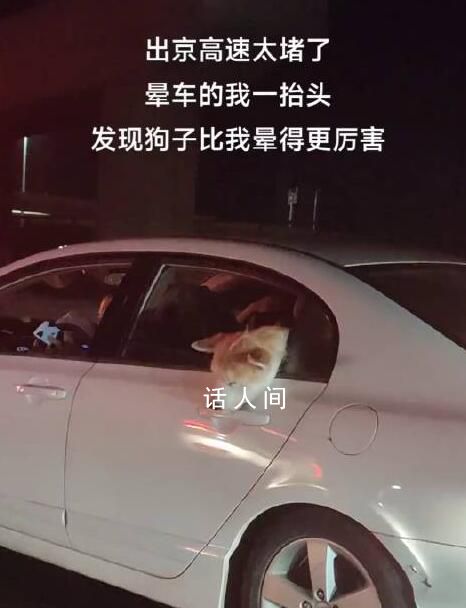 堵在路上狗子暈車暈到懷疑人生 有狗頭伸出窗外滿臉疲憊的