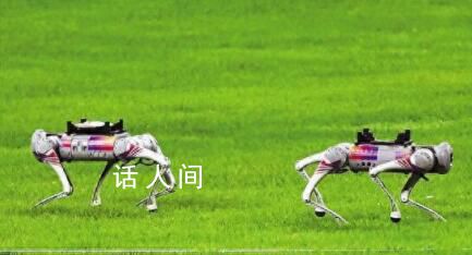 亞運(yùn)賽場(chǎng)上電子狗狂奔撿鐵餅 這是全球賽事上第一次使用足式機(jī)器人