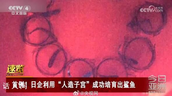 日企利用人造子宮培育出鯊魚(yú) 尚屬世界首例