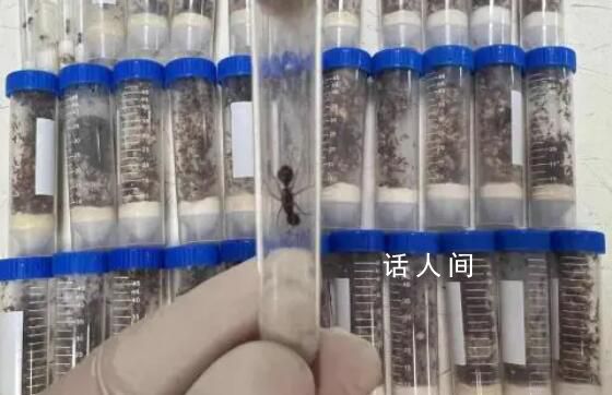 海關截獲1.3萬余只德州芭切葉蟻 屬外來物種