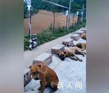 狗狗們誤食月餅集體打吊針 網友：整個村安保系統瞬間癱瘓