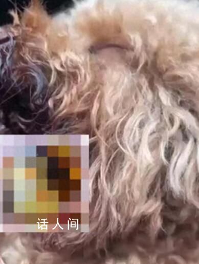 11歲女孩將狗偷走掰斷其牙齒舌頭 經常偷東西很多商家報過警