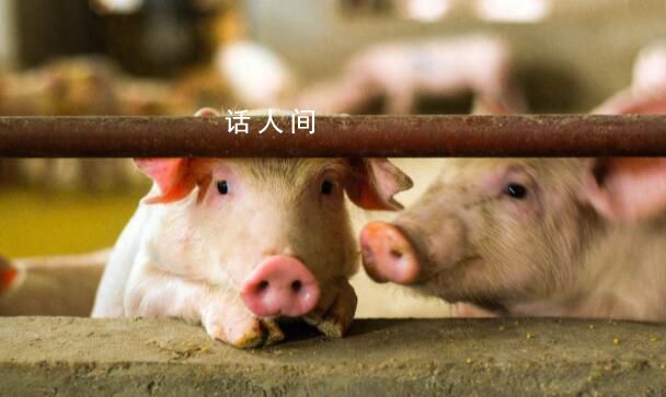 負債1100億 河南豬王急了