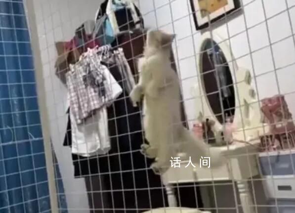 女研究生養貓反向將自己關進籠子 讓人大跌眼鏡