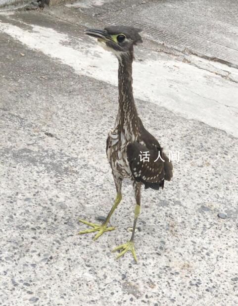 廣西驚現(xiàn)稀有鳥類海南虎斑鳽 全球最瀕危鳥類之一