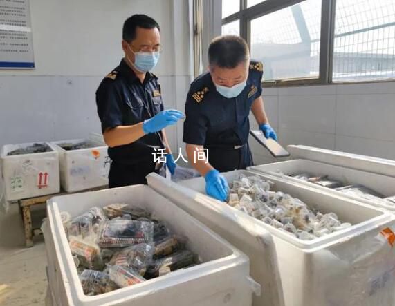 貨車運5380只吸血鬼蟹入境被查 目前已作進一步處理