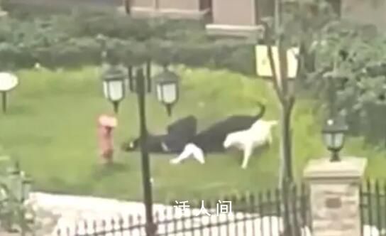 街道辦已動員數百人尋找肇事烈犬 目前該孩童已完成傷口清創手術