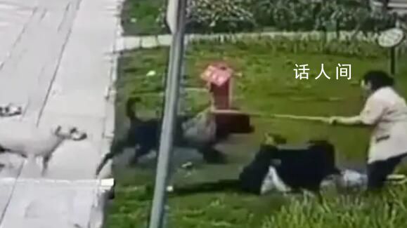 動保協會:羅威納不適合在城市飼養