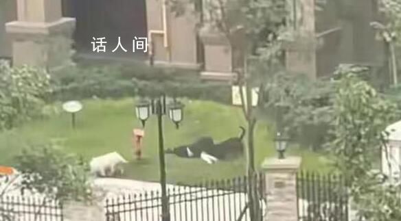 撕咬女童惡犬主人被采取刑事措施 已初步查明違法事實