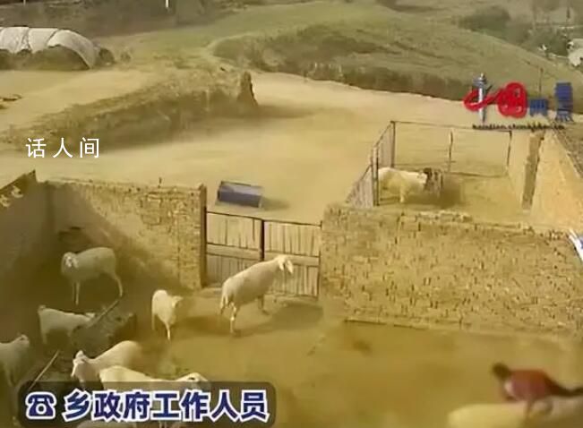 老人穿紅衣進羊圈被羊頂撞身亡 涉事羊被家屬屠宰