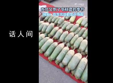 沉浸式圍觀東北傳統(tǒng)囤秋菜 囤秋菜是什么