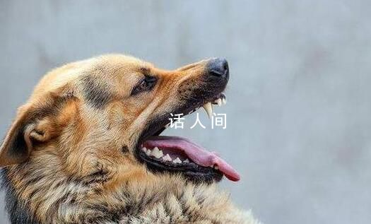 路遇惡犬怎么辦?專業(yè)訓(xùn)犬師支招