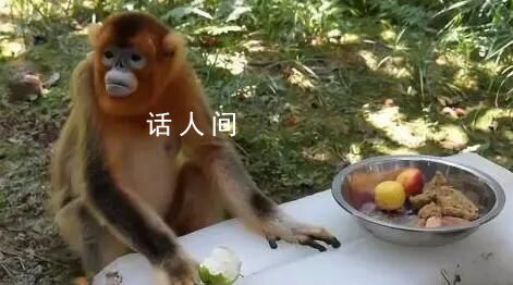 金絲猴因游客投喂而死?園方回應