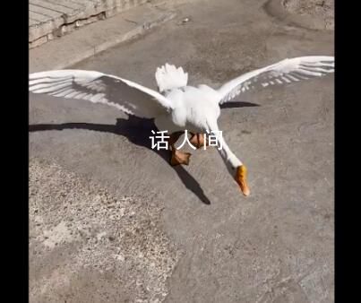 狗狗以多欺少撞飛大鵝 大鵝長著翅膀大叫