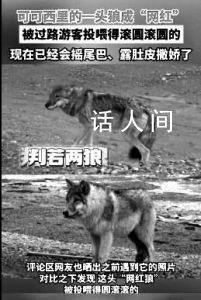 可可西里網(wǎng)紅狼帶了新狼來蹭吃 網(wǎng)友：不要試圖改變自然生態(tài)法則