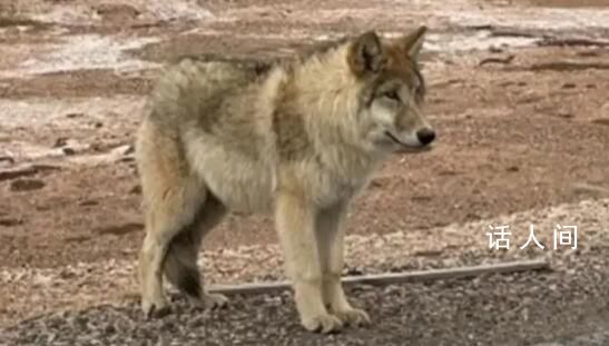 該不該投喂可可西里的狼?有專家呼吁不要投喂野狼