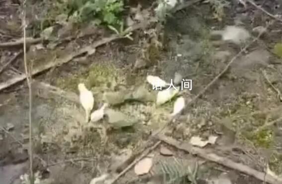 成都上千只寵物鸚鵡被人野外放生 農林部門安排了相關人員進行處理