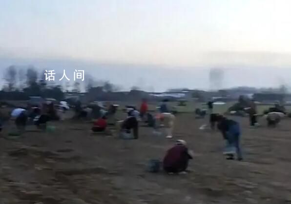 村干部回應藥材種植園遭村民哄搶 鄉政府正在積極處理