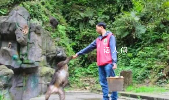 峨眉山招聘猴群管理員 網(wǎng)友：這15個猴官肩上的擔子不輕
