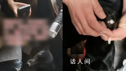 主人外出打工 狗子連續絕食7天