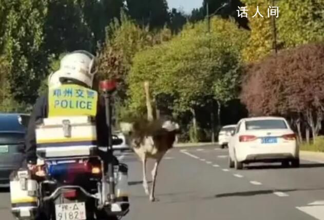 鄭州一鴕鳥街頭狂奔 交警追幾十公里