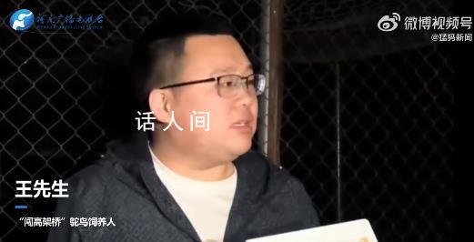 鄭州鴕鳥高架奔跑是因“思妻心切” 母蛇鳥首先出逃被尋回在別處治療