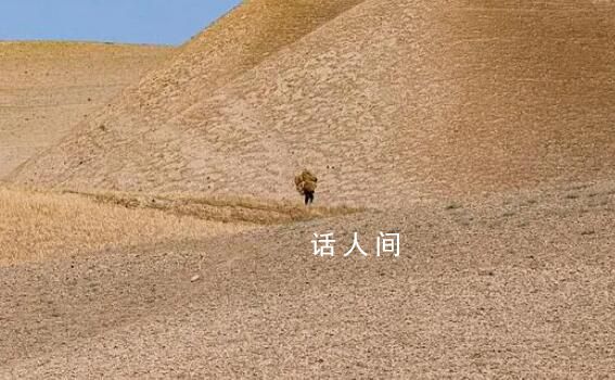 聯(lián)合國:阿富汗鴉片產(chǎn)量銳減95%