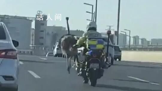 鴕鳥在街頭狂奔 交警:跑了幾十公里